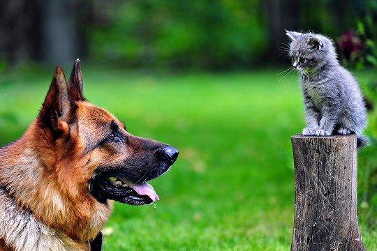 Зоотакси,      Зоотакси  В Москве,      Зоотакси Москва перевозка животных